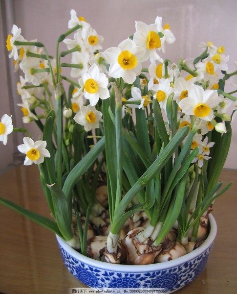 水仙花,水仙花图片