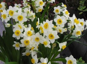 水仙花,水仙花图片