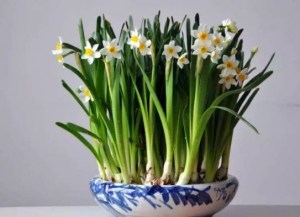 水仙花,水仙花图片
