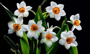 水仙花,水仙花图片