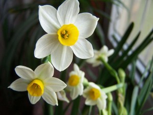 水仙花,水仙花图片