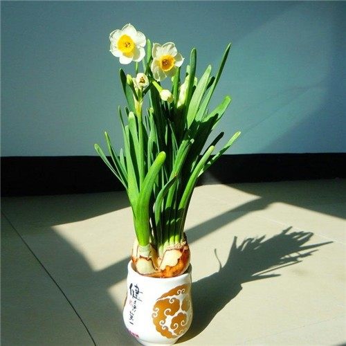 水仙花,水仙花图片