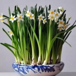 水仙花,水仙花图片