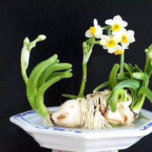 水仙花,水仙花图片