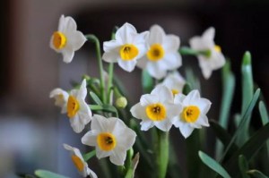 水仙花,水仙花图片