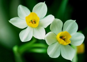 水仙花,水仙花图片