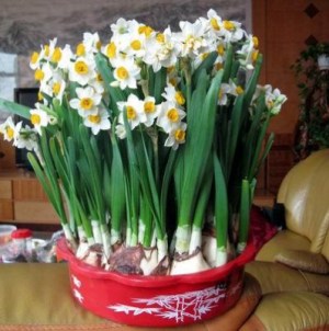 水仙花,水仙花图片