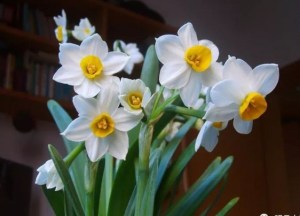 水仙花,水仙花图片