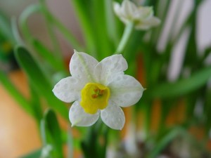水仙花,水仙花图片