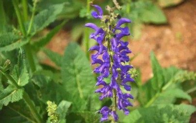 鼠尾草,鼠尾草图片