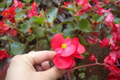 四季海棠,四季海棠图片