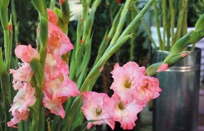唐菖蒲,唐菖蒲图片