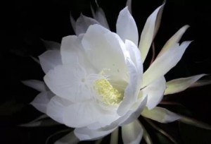 昙花,昙花图片