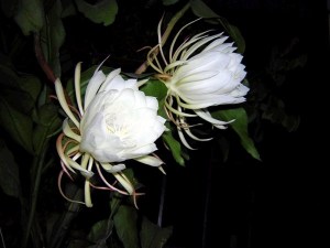 昙花,昙花图片