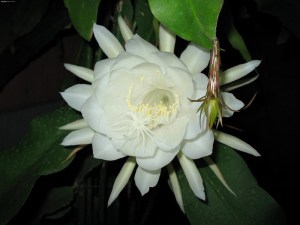昙花,昙花图片