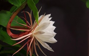 昙花,昙花图片