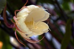 昙花,昙花图片