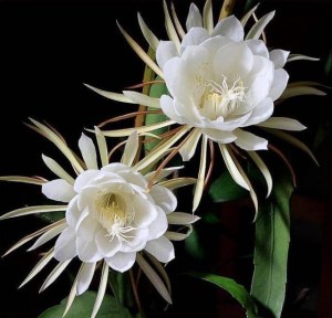 昙花,昙花图片