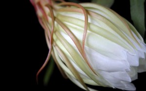 昙花,昙花图片