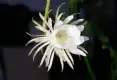 昙花图片