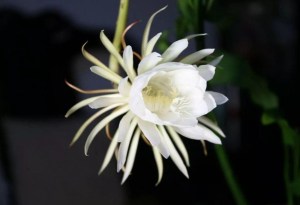 昙花,昙花图片