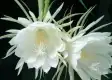 昙花图片