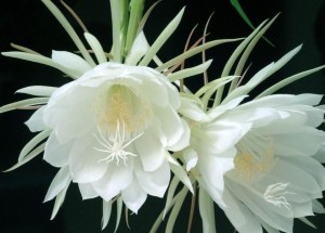 昙花,昙花图片