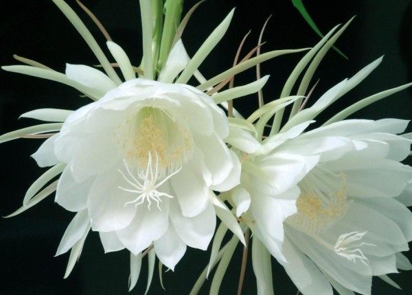 昙花,昙花图片