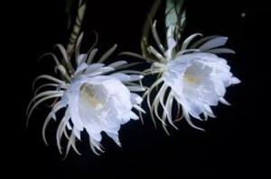 昙花,昙花图片