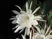 昙花图片