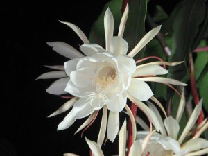 昙花,昙花图片
