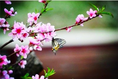 桃花,桃花图片