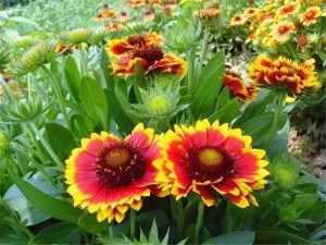 天人菊,天人菊图片