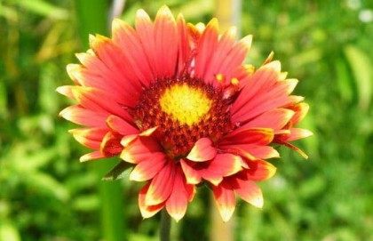 天人菊,天人菊图片