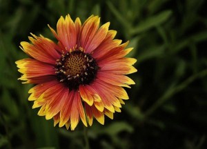 天人菊,天人菊图片