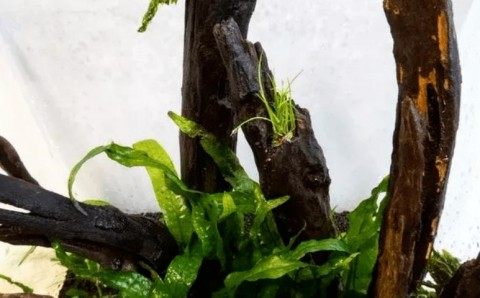 铁皇冠,铁皇冠图片