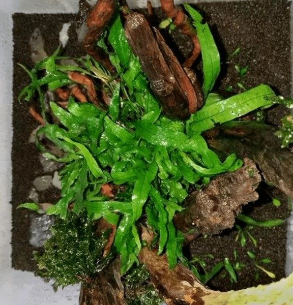 铁皇冠,铁皇冠图片