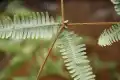 铁芒萁图片