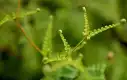 铁芒萁图片