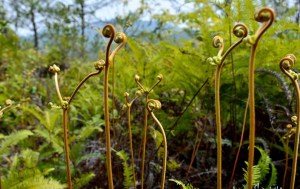 铁芒萁,铁芒萁图片