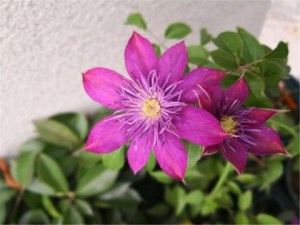 铁线莲,铁线莲图片