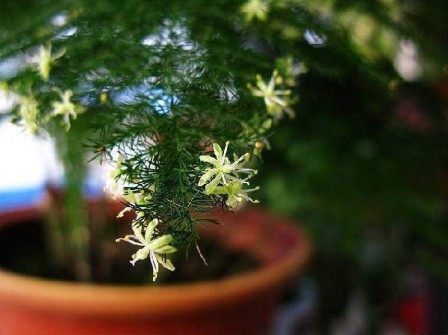 文竹,文竹图片