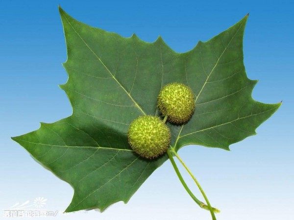 梧桐,梧桐图片