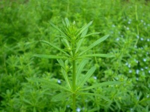 香车叶草,香车叶草图片