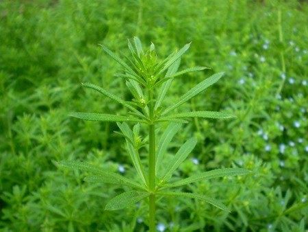 香车叶草,香车叶草图片