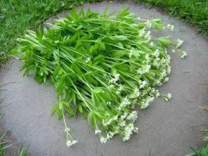 香车叶草,香车叶草图片