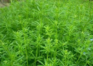 香车叶草,香车叶草图片
