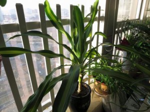 香龙血树,香龙血树图片