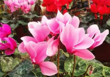 仙客来花卉图片