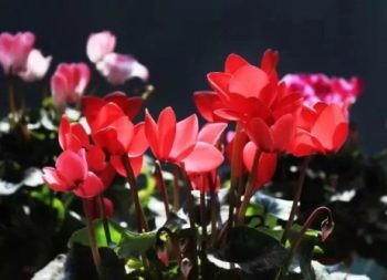 仙客来花卉图片